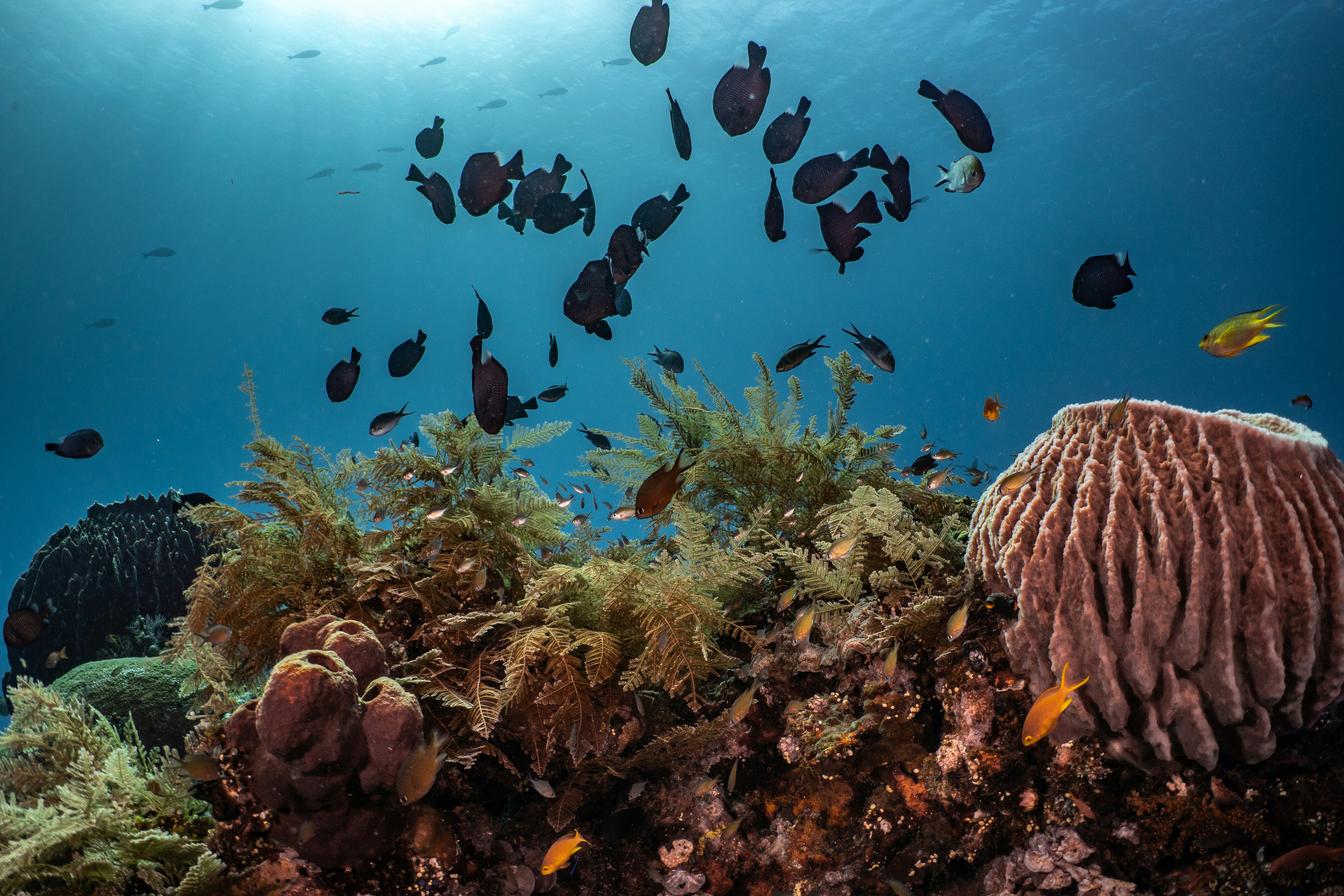 a group of fish swimming over a coral reef