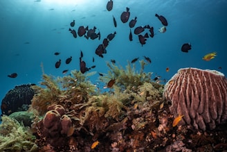 A vibrant underwater scene with various types of coral and marine plants. Numerous fish, including small yellow and black fish, swim around the coral. The water is a deep blue, with sunlight filtering through from above, illuminating the diverse marine life.