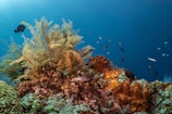 An underwater scene featuring a vibrant coral reef teeming with diverse marine life. Various corals and sponges of different shapes, sizes, and colors populate the reef, while small fish swim around in the clear blue water. Green and orange corals contrast with the deep blue backdrop, creating a lively underwater ecosystem.