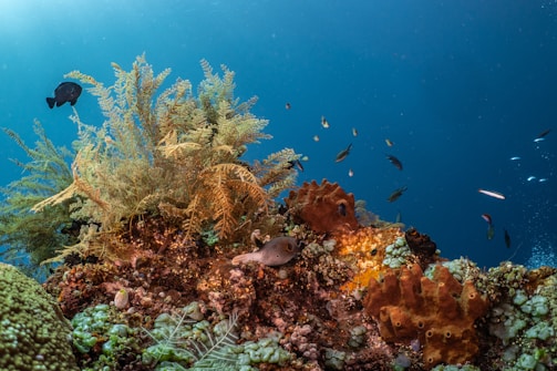 An underwater scene featuring a vibrant coral reef teeming with diverse marine life. Various corals and sponges of different shapes, sizes, and colors populate the reef, while small fish swim around in the clear blue water. Green and orange corals contrast with the deep blue backdrop, creating a lively underwater ecosystem.