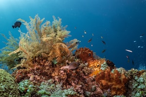 Spons Laut Biodegradable