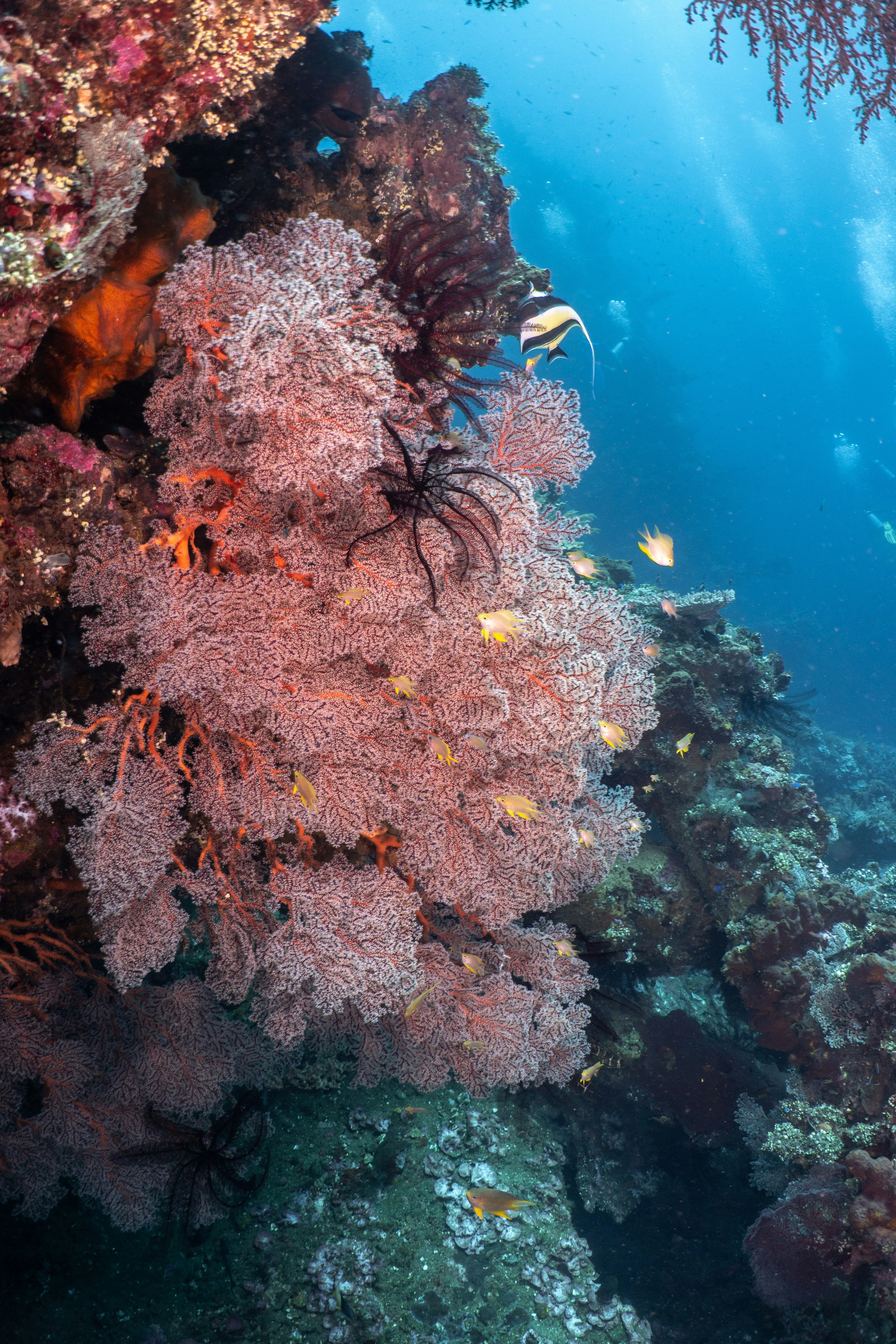 an underwater view of a coral reef and seaweed