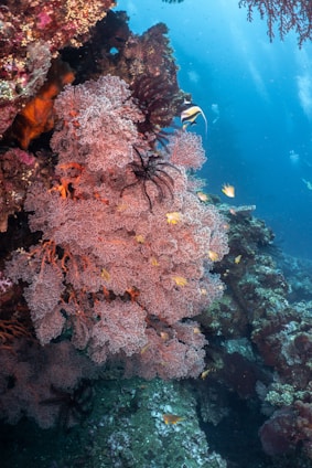 A vibrant underwater scene featuring a colorful coral reef adorned with various marine life. The coral displays intricate patterns and textures in shades of pink and orange. Small tropical fish, including ones with yellow and white stripes, swim around the coral. The background reveals the deep blue ocean, adding depth to the scene.