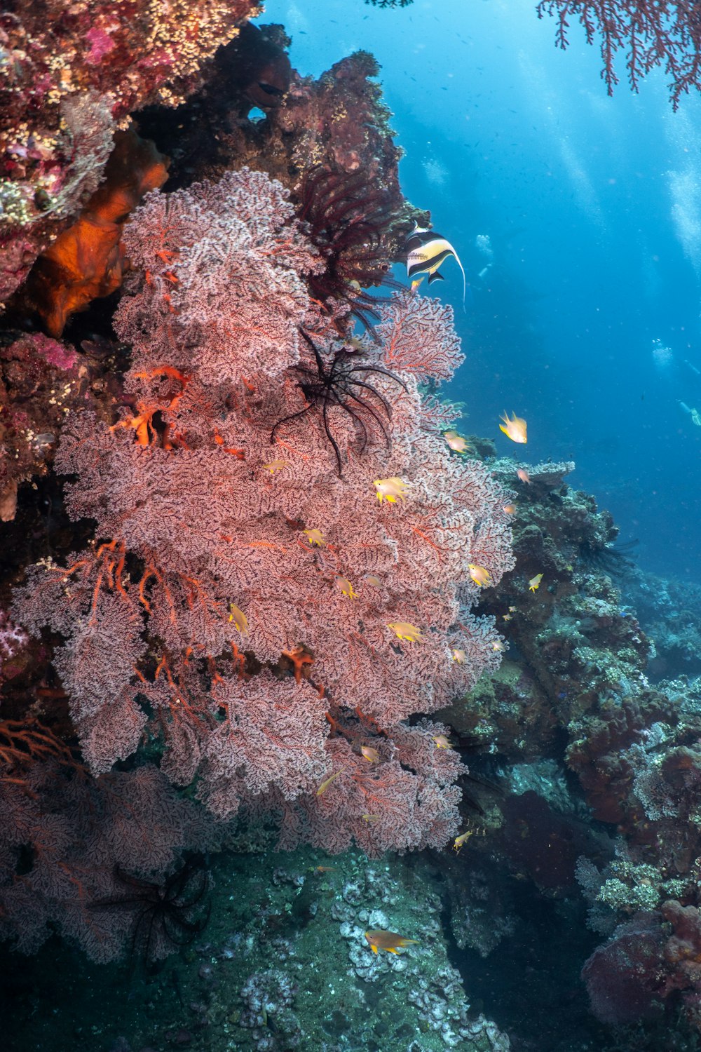 an underwater view of a coral reef and seaweed