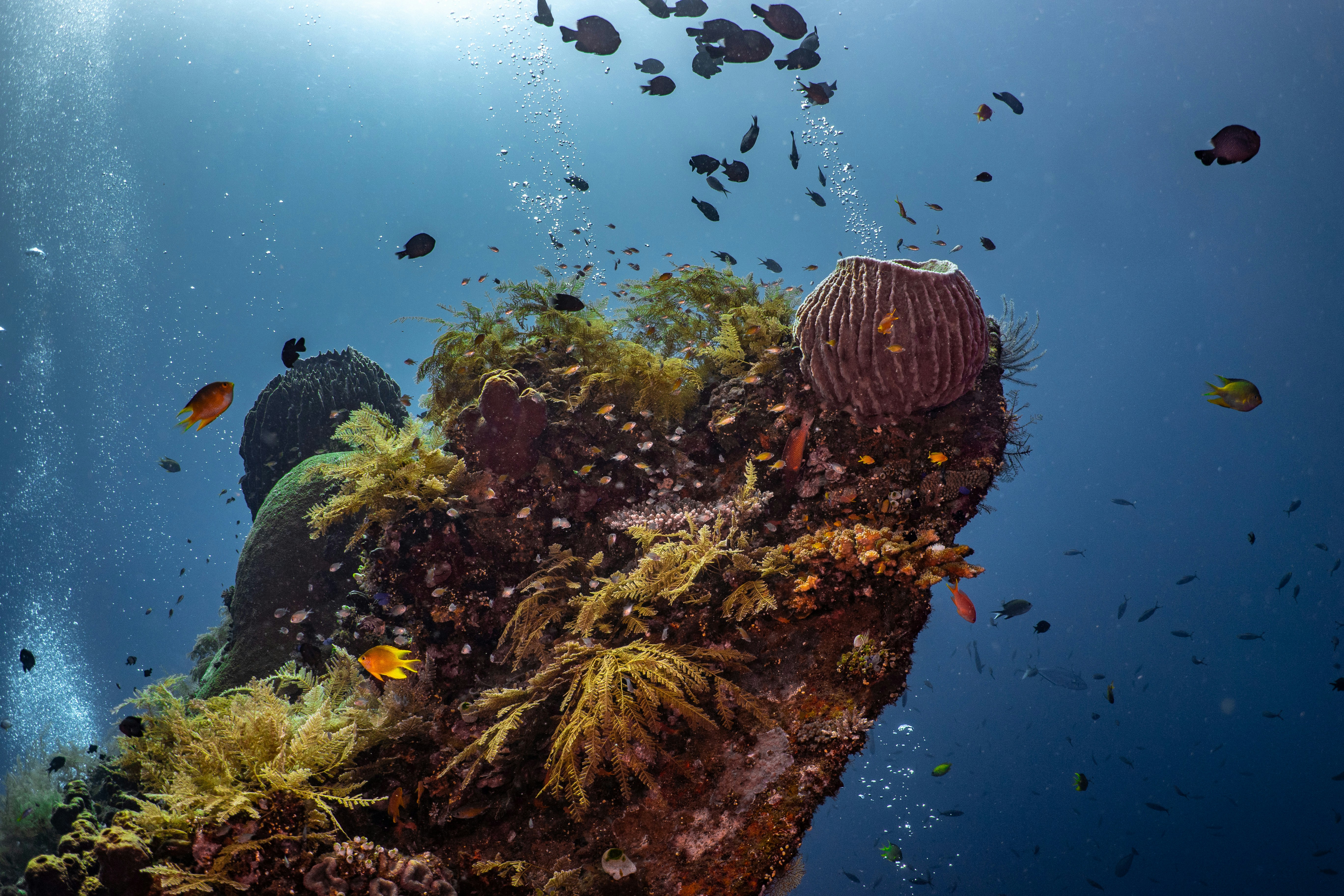 a large group of fish swimming around a coral