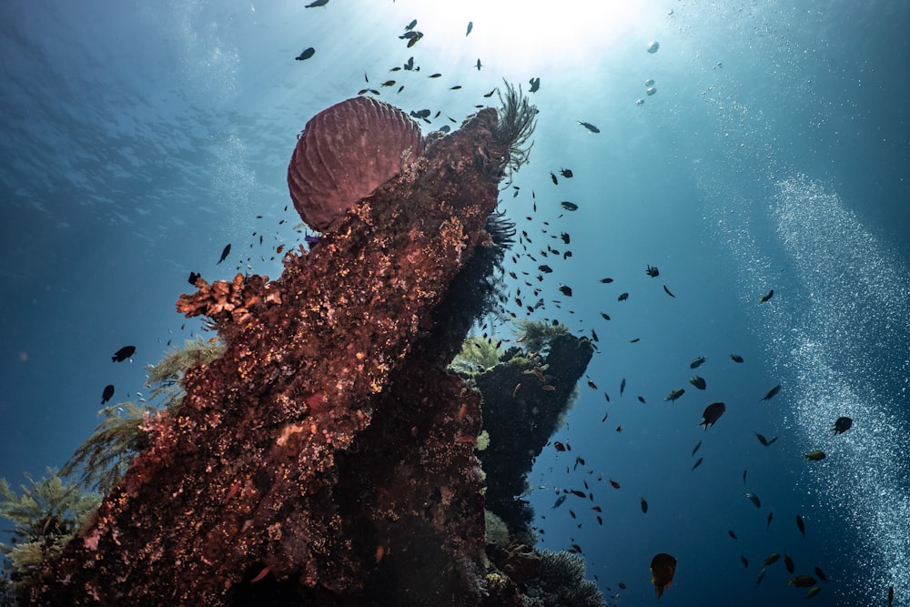 an underwater view of a ship wreck in the ocean