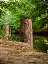 a tree stump sitting next to a river