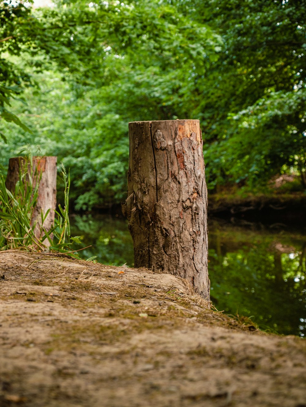a tree stump sitting next to a river