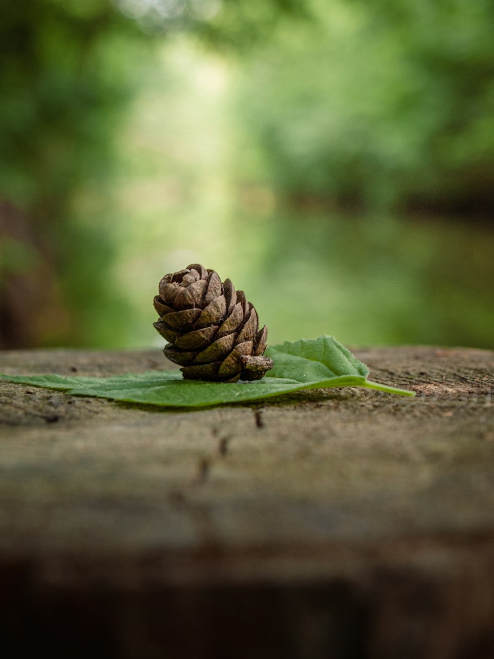 a pine cone sitting on top of a green leaf