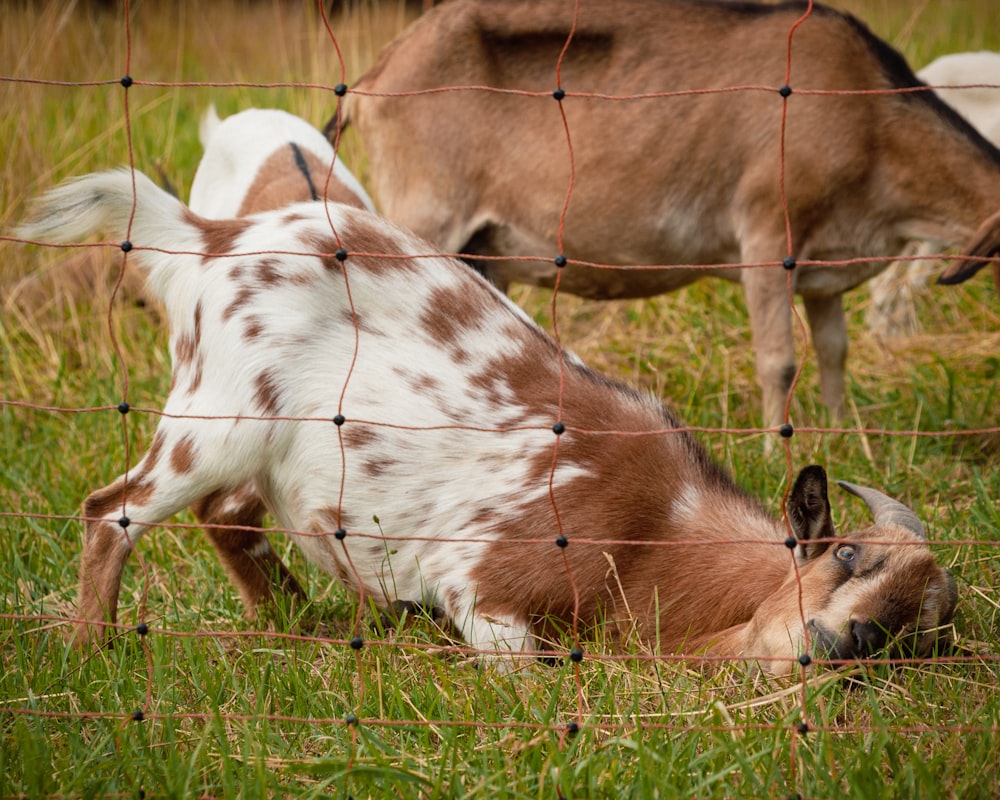 a brown and white goat laying on top of a lush green field