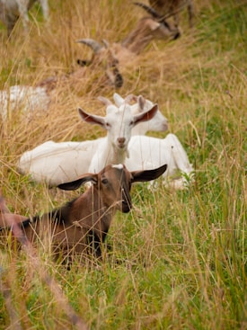 Several goats rest and graze in a meadow with tall grass. A white goat with large ears and a brown goat with a white spot on its head are prominently visible in the foreground.