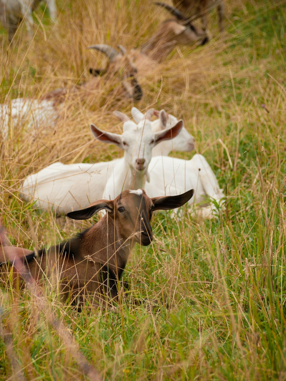 a couple of goats that are standing in the grass