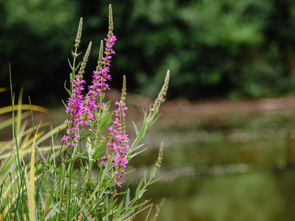 a close up of a flower near a body of water