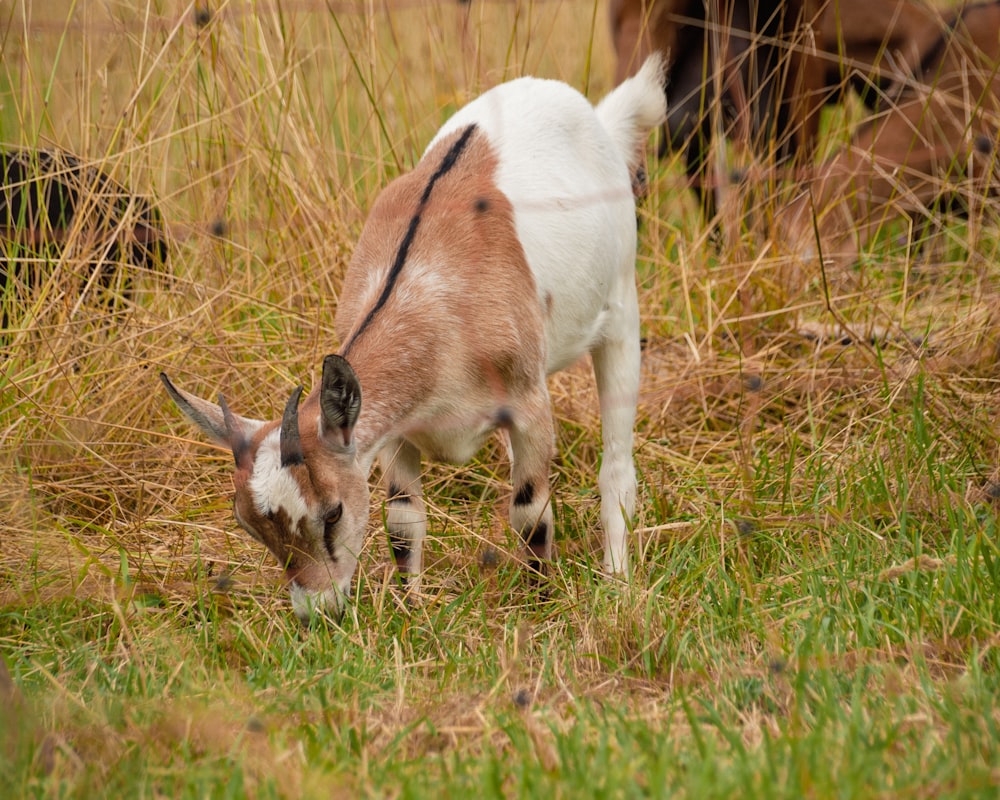a goat grazing in a field of grass