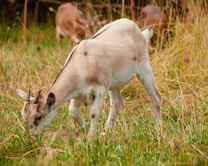 A young goat with small horns is grazing in a field of tall grass, surrounded by dry and green vegetation. The background includes blurred figures of other goats and elements of a natural grassy area.