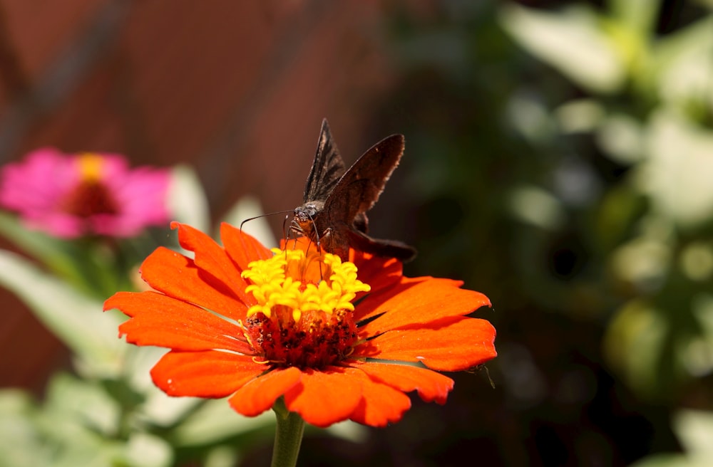 Un primer plano de una flor con una mariposa en ella