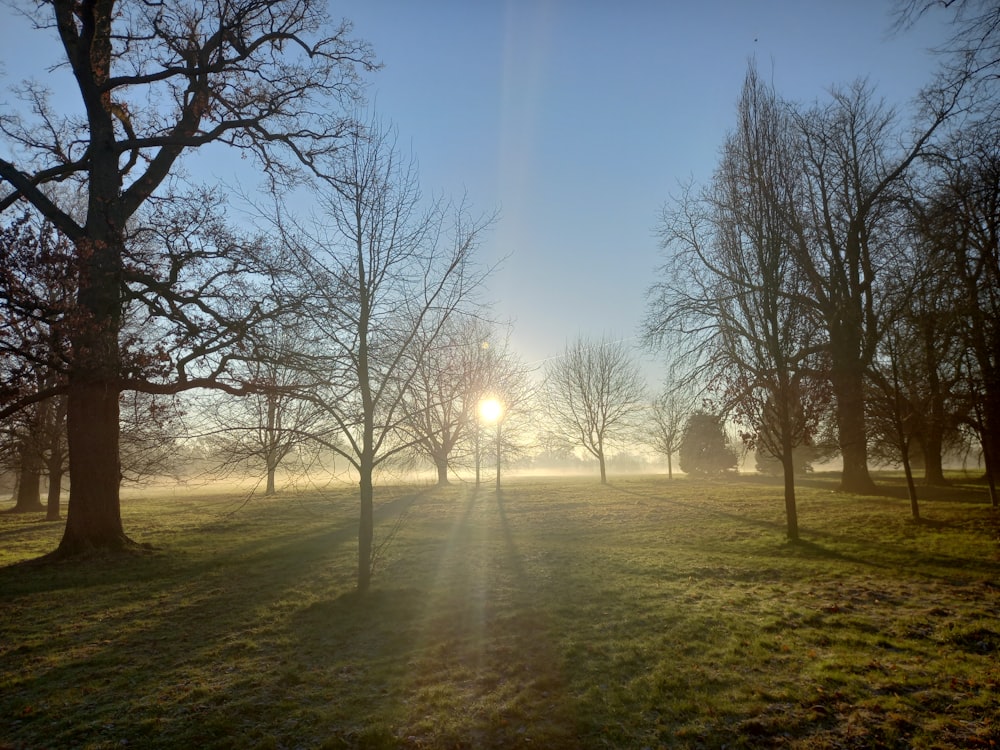 the sun is shining through the trees in the field