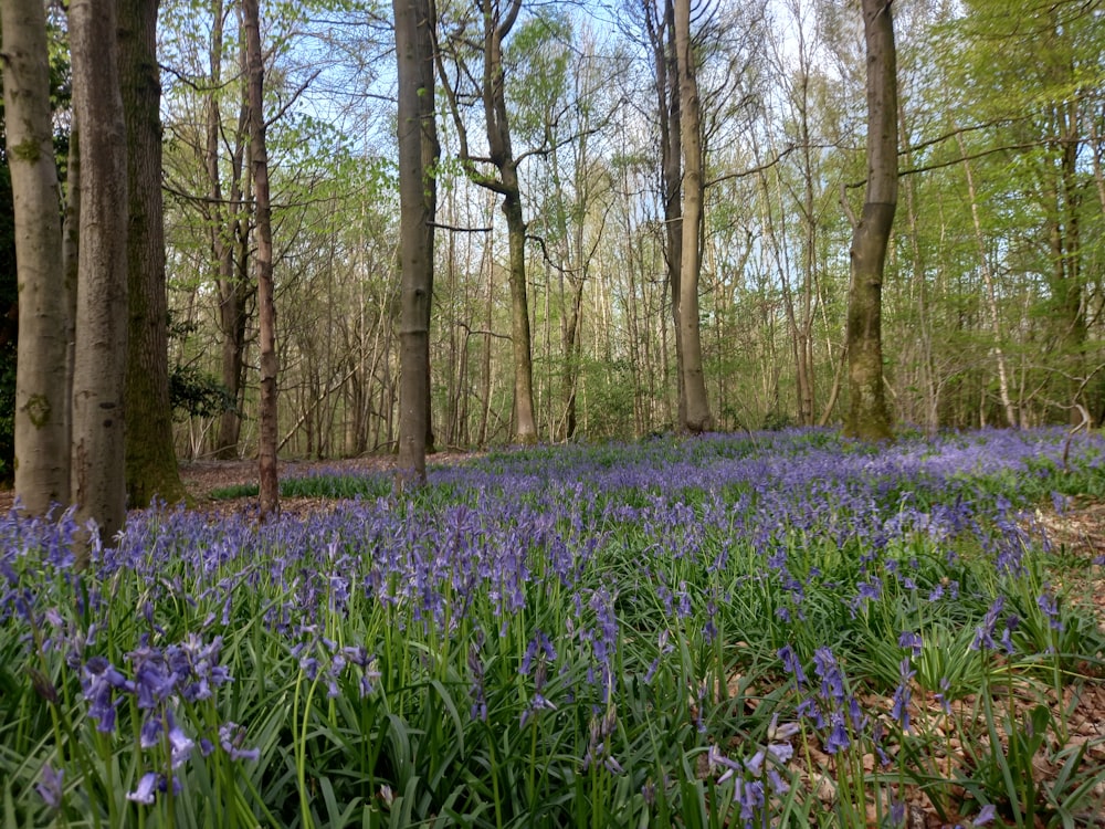 a forest filled with lots of purple flowers