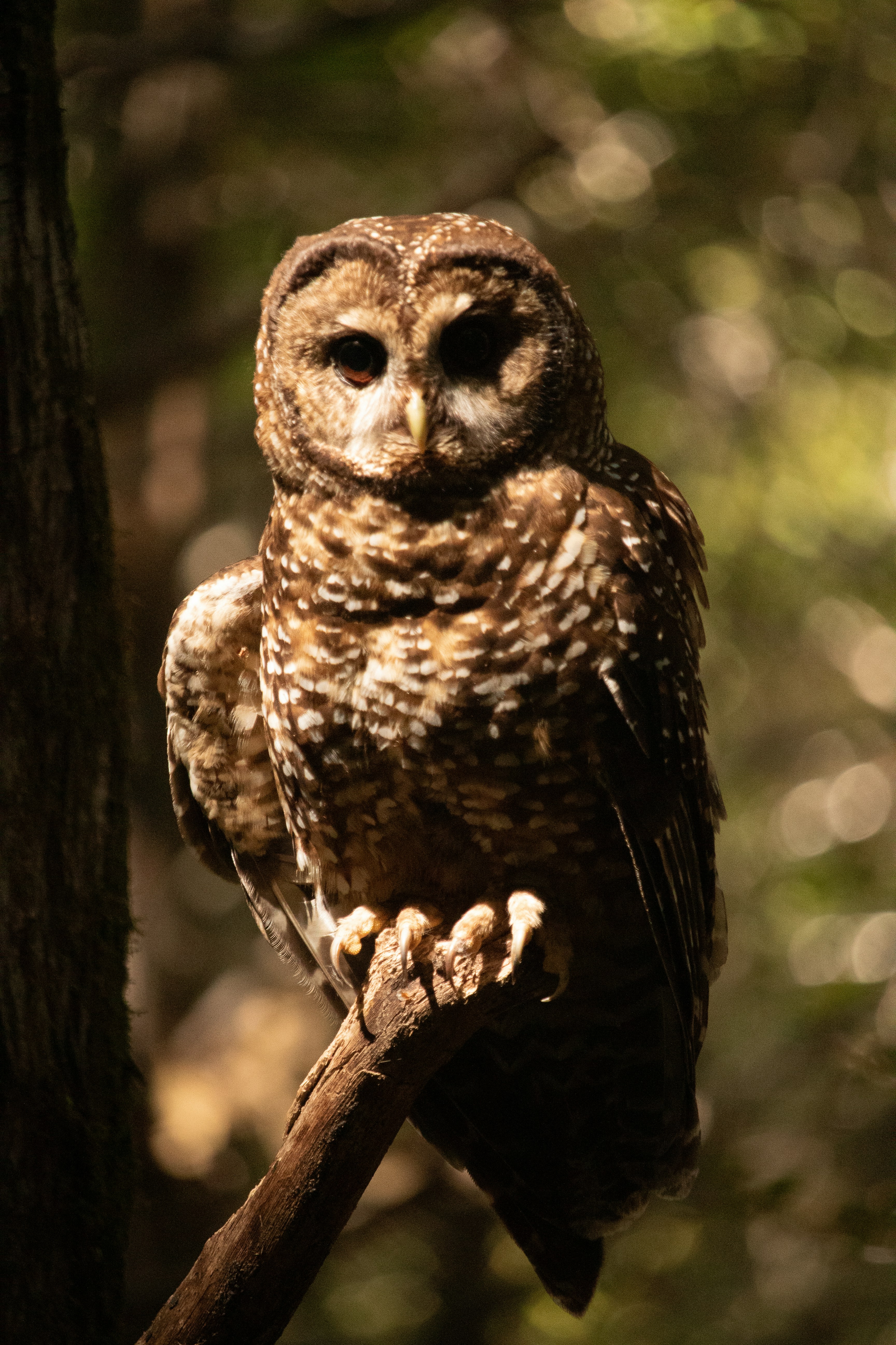 茶色のフクロウの写真 – Unsplashの動物の無料画像
