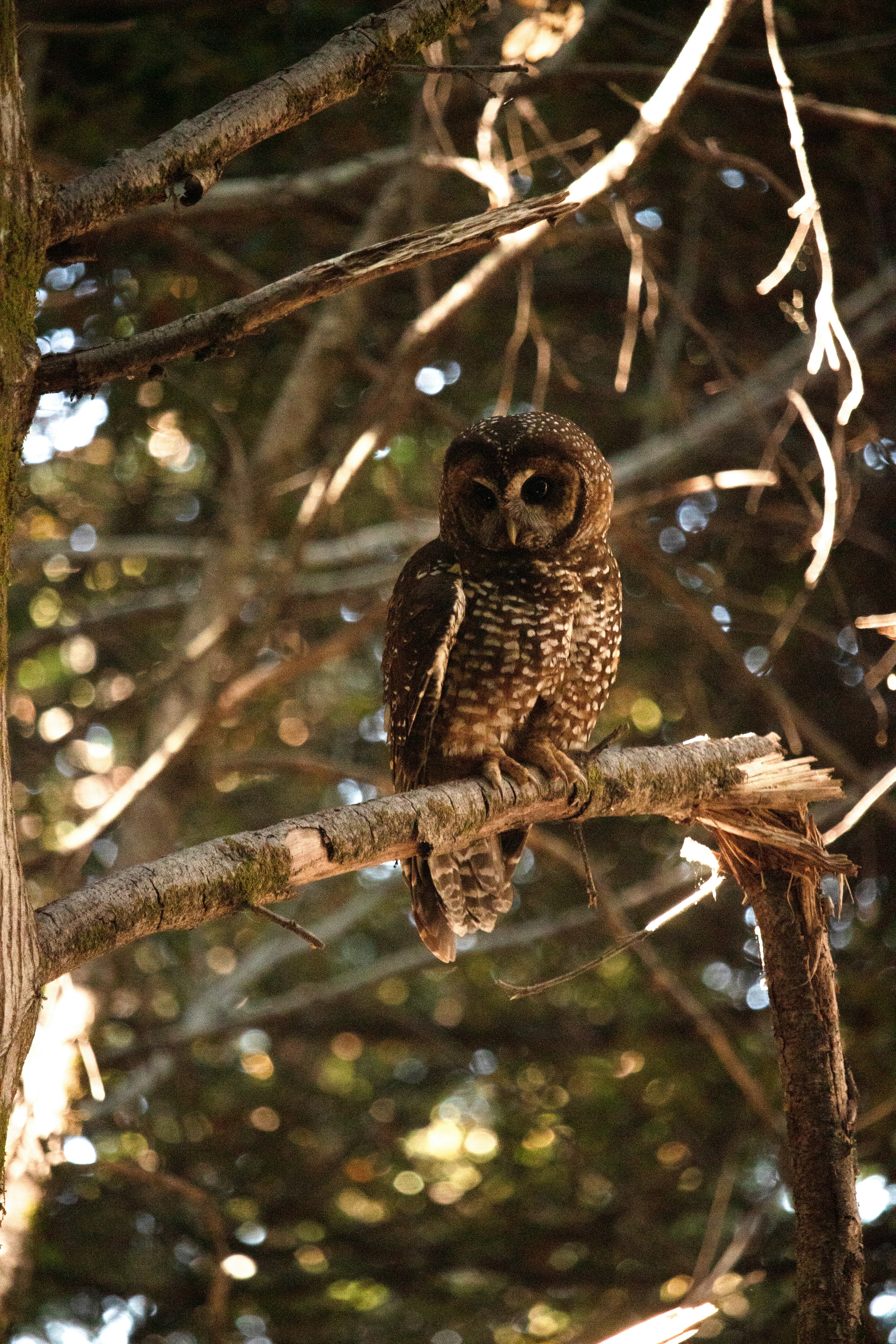 Photo by sounds_wild