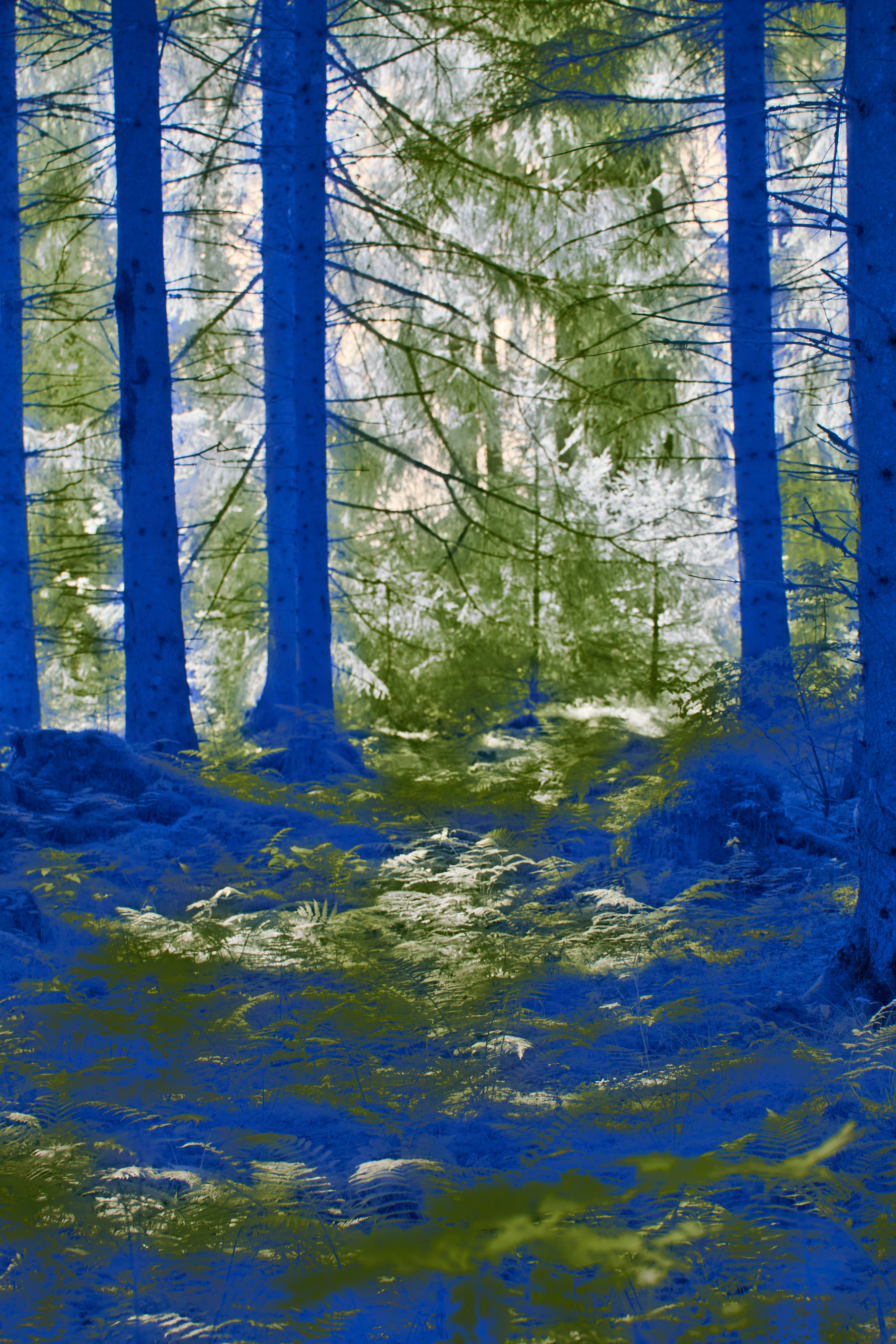 Photo by wolfgang_hasselmann