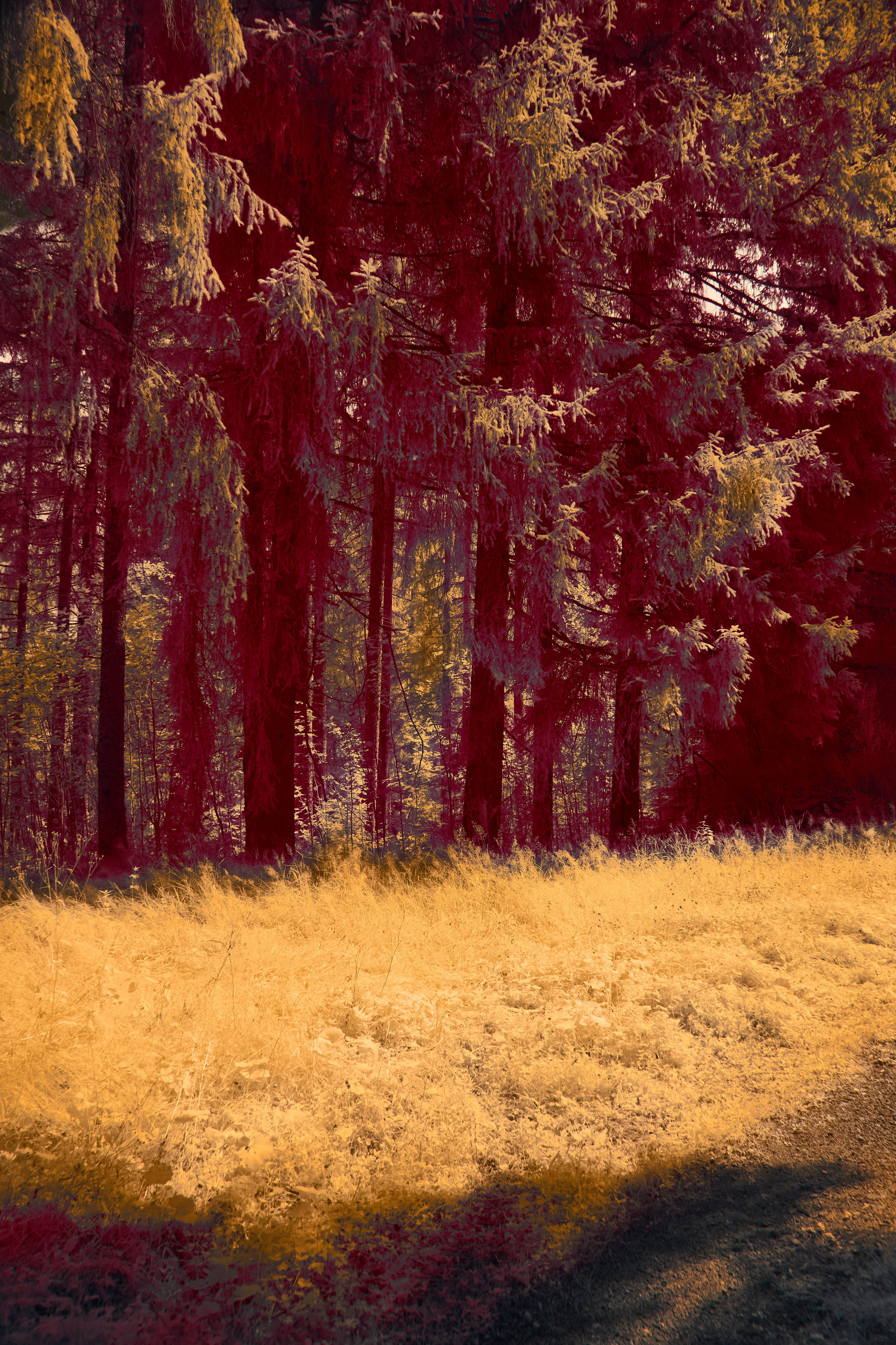 Photo by wolfgang_hasselmann