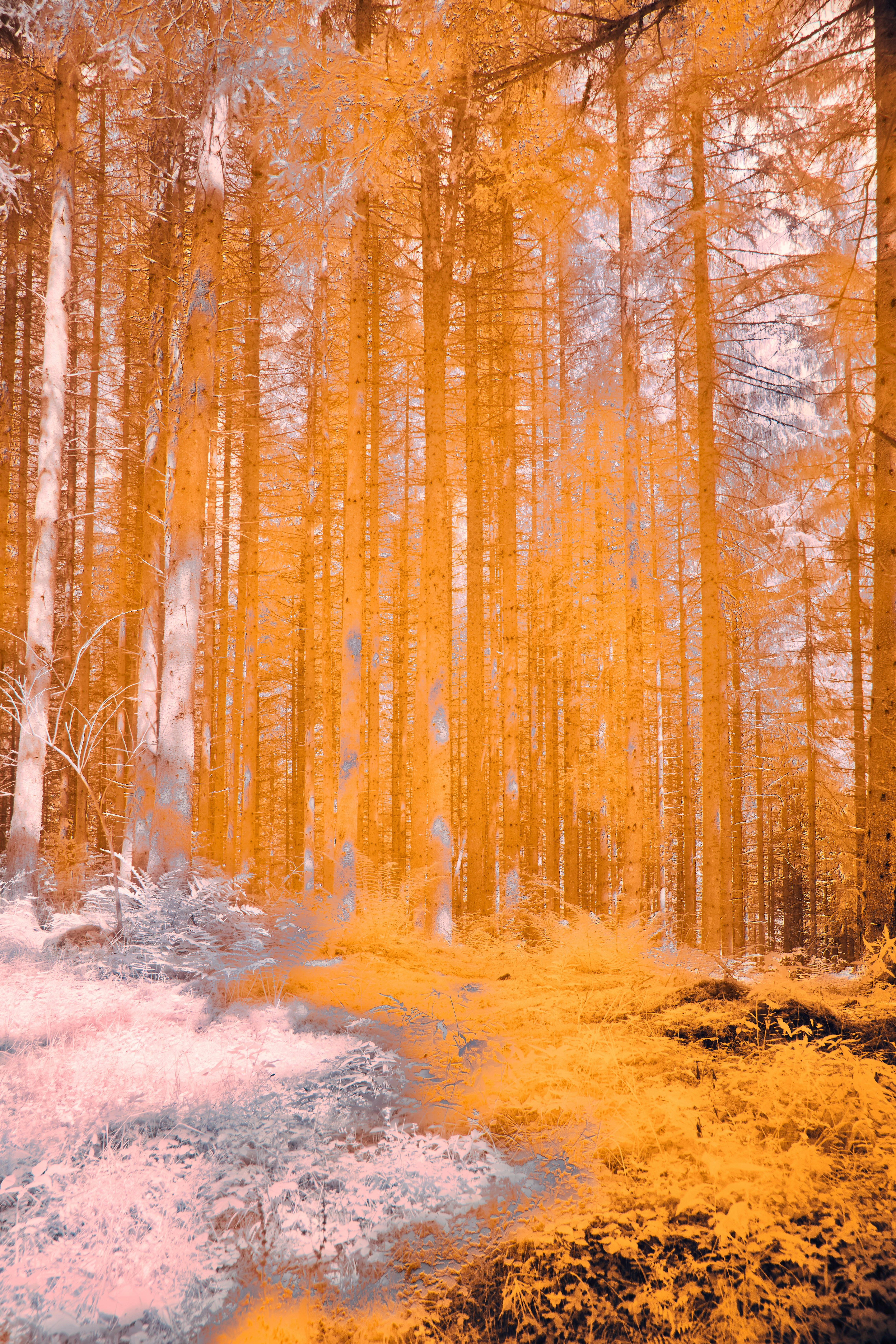 Photo by wolfgang_hasselmann