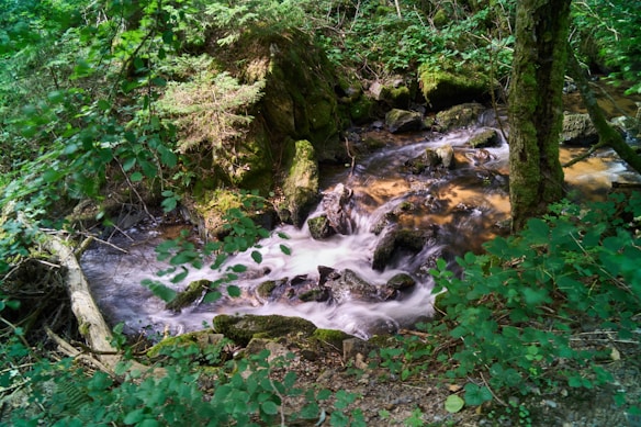 A tranquil forest scene featuring a small stream flowing over rocks, surrounded by lush green foliage and moss-covered trees. The stream creates a gentle cascade, generating a sense of movement and serenity.