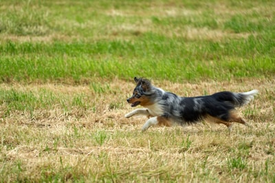 A dog with a long, fluffy tail and multicolored fur is running energetically across a grassy field. The grass is a mix of green and brown, suggesting a natural outdoor setting.
