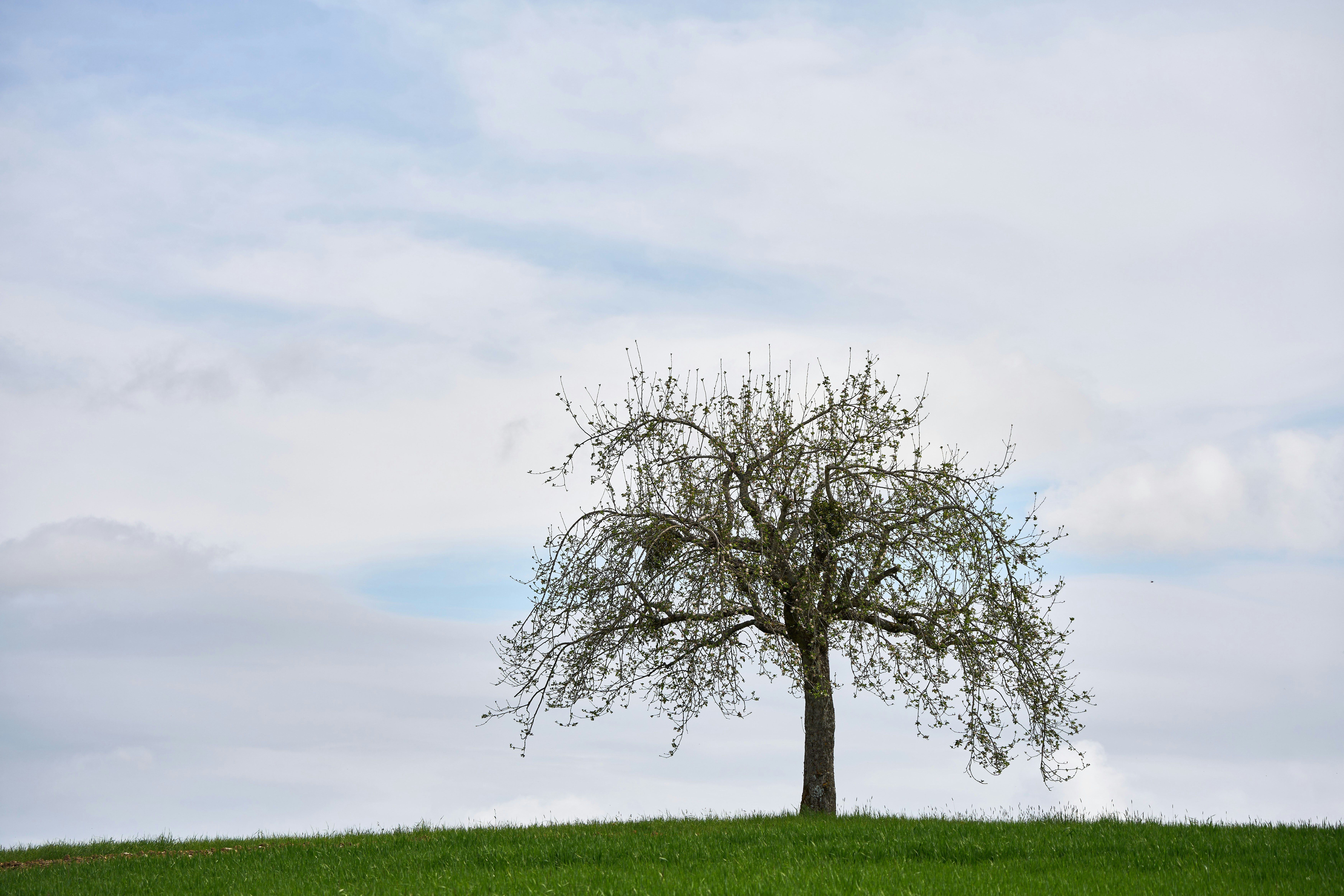 Photo by wolfgang_hasselmann