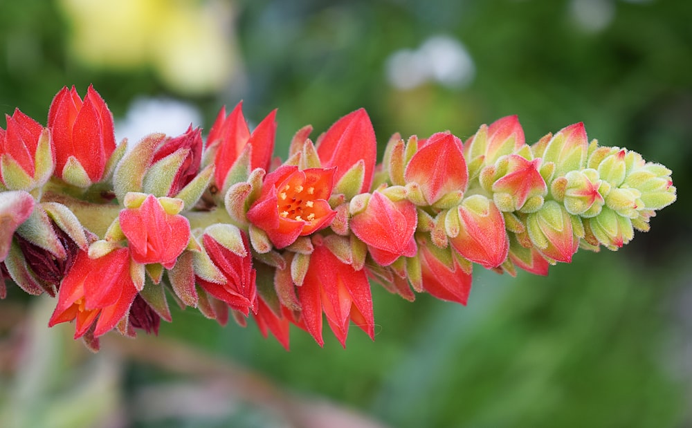 a close up of a red and yellow flower