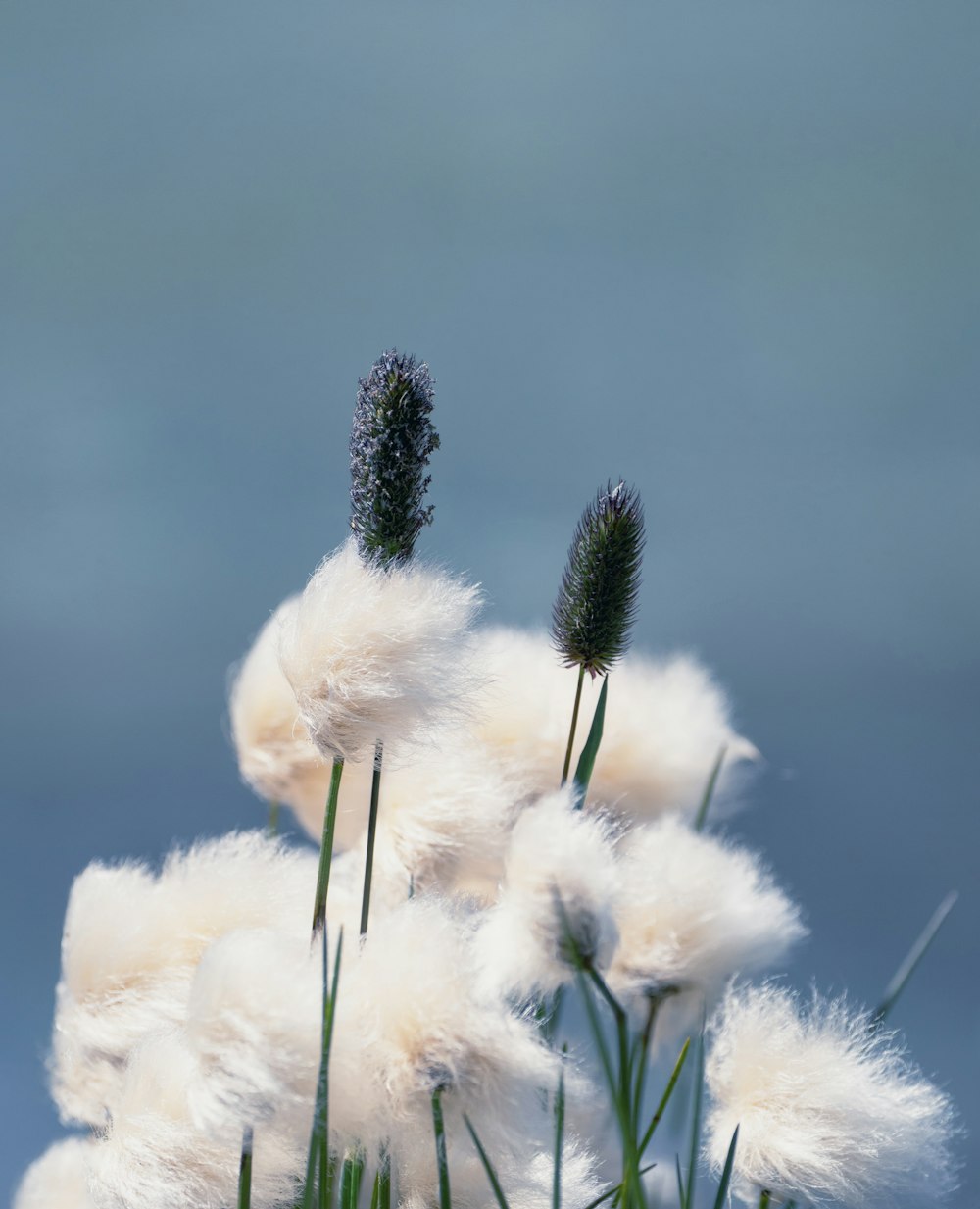 a close up of a bunch of white flowers