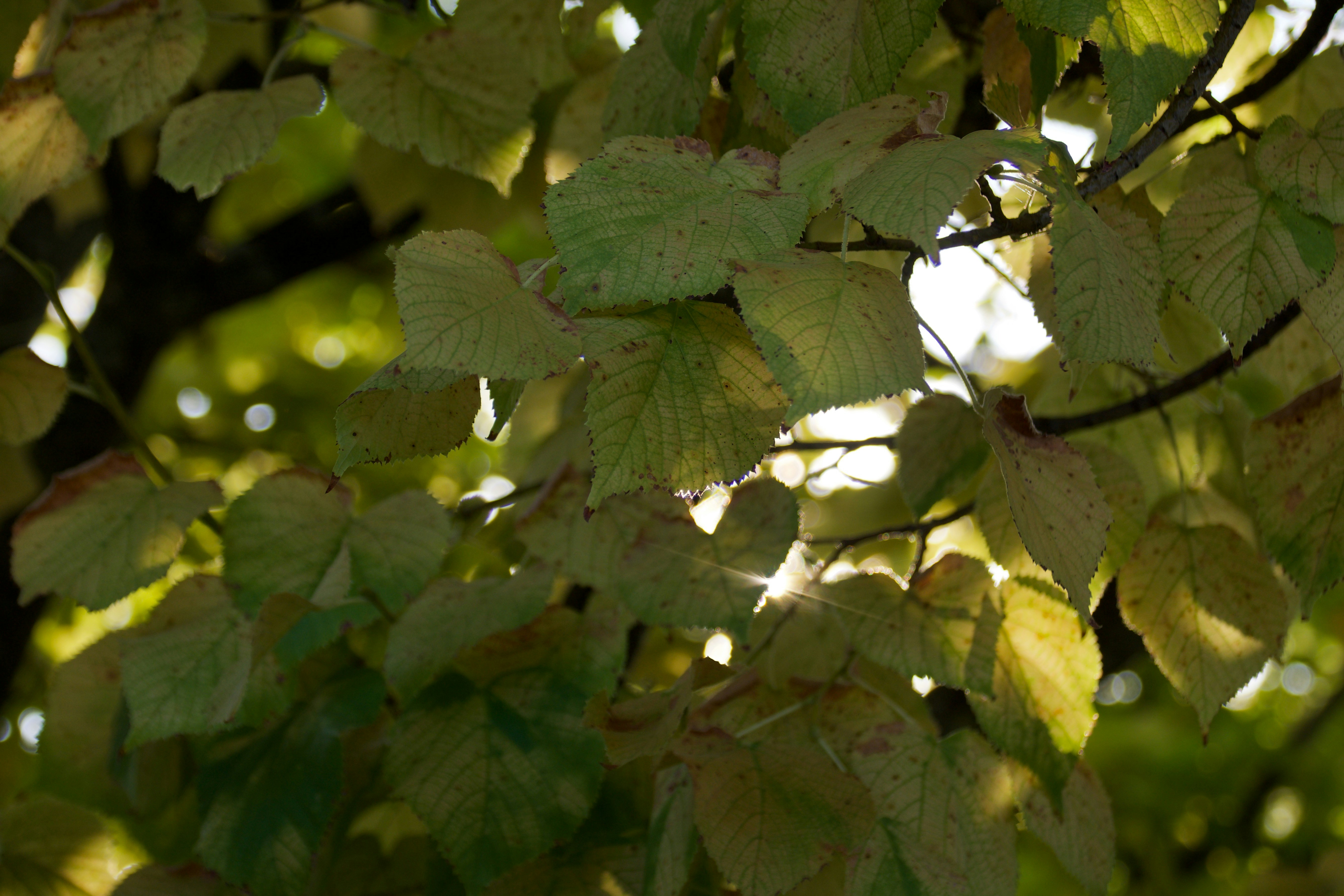 Photo by mariobeducci