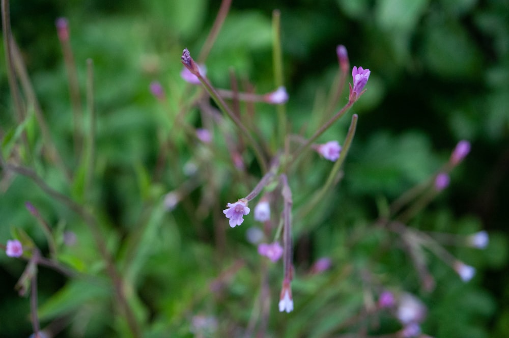 a close up of a plant with pink flowers