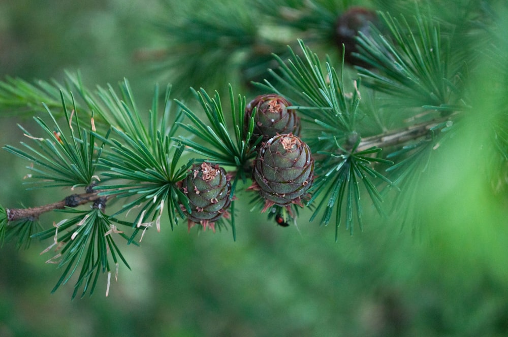 a close up of some pine cones on a tree