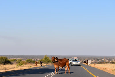 Volunteers helping to safely relocate a cow from a busy roadside.