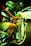 A person on a bicycle is selling various colorful packaged goods hanging from the handlebars. Another person wearing a green helmet and jacket is riding a motorcycle in the background. The scene takes place on a street at night, creating a vibrant and bustling atmosphere.