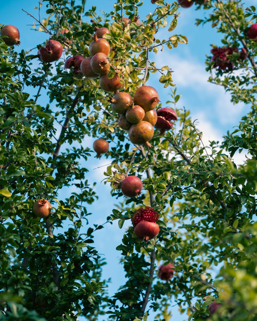 a tree filled with lots of fruit under a blue sky