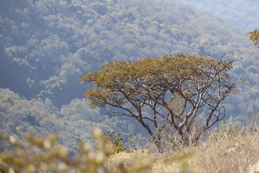 a lone giraffe standing in the middle of a forest