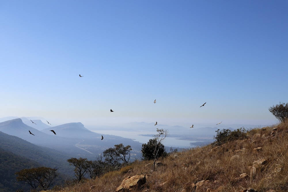丘の上を空を飛ぶ鳥