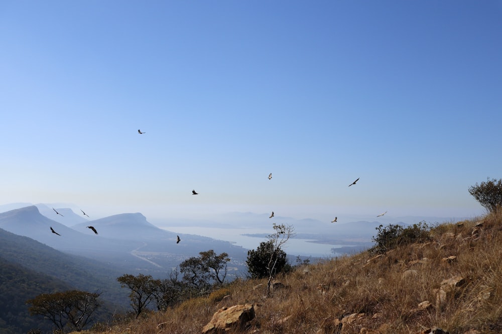 birds flying in the sky over a hill