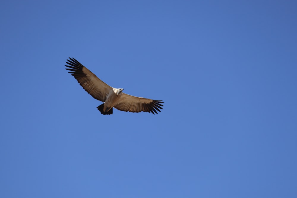 a large bird flying through a blue sky