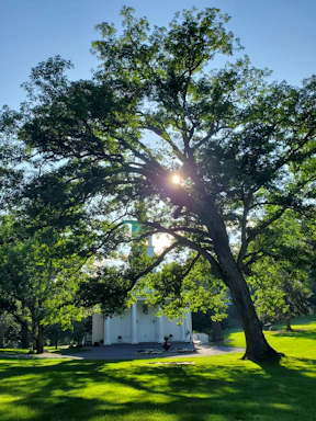 A welcoming community center surrounded by lush trees and warm sunlight.