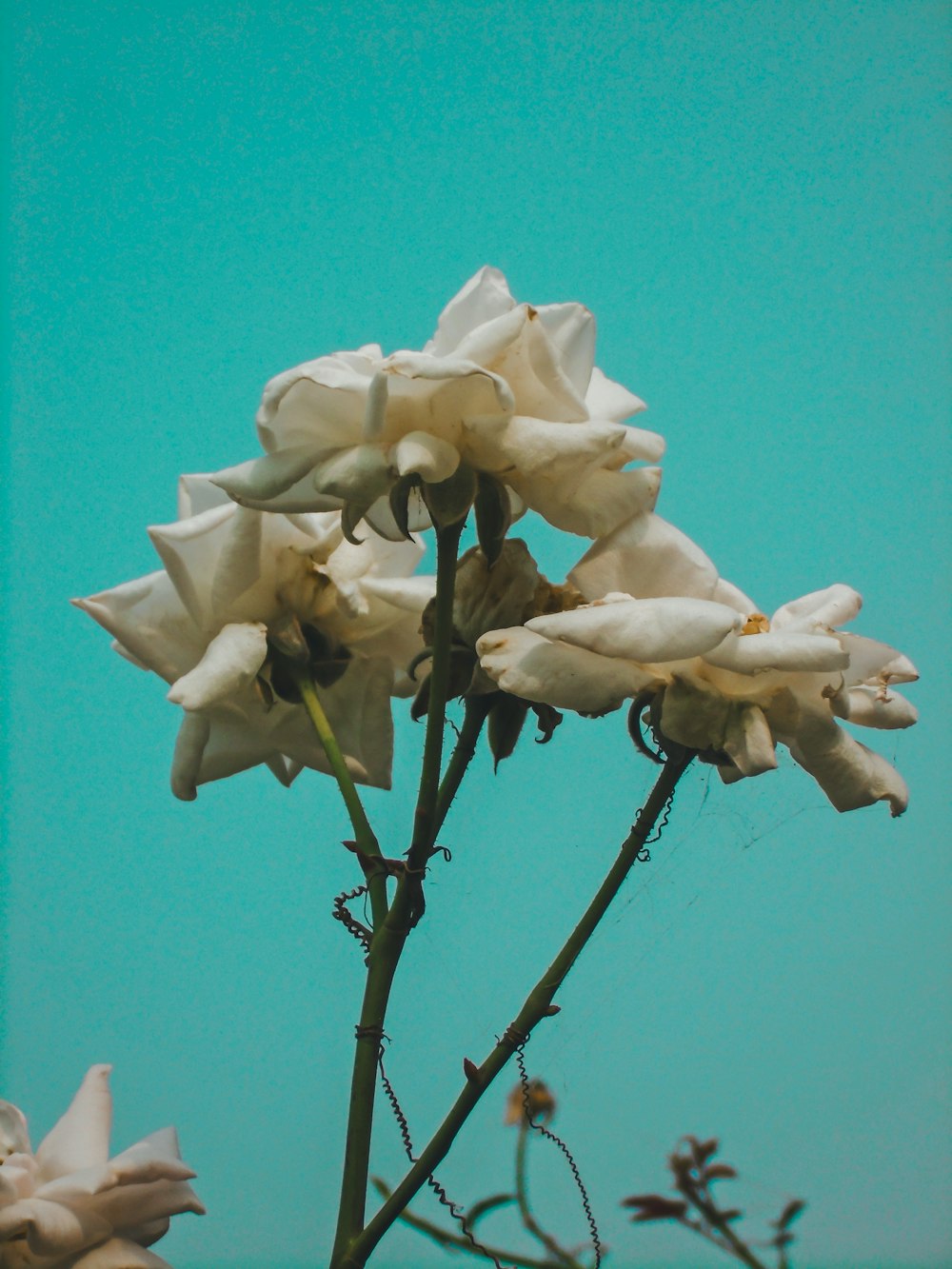 a bunch of white flowers with a blue sky in the background