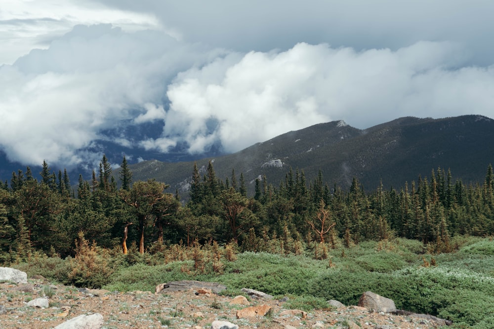 a view of a mountain range with trees and rocks