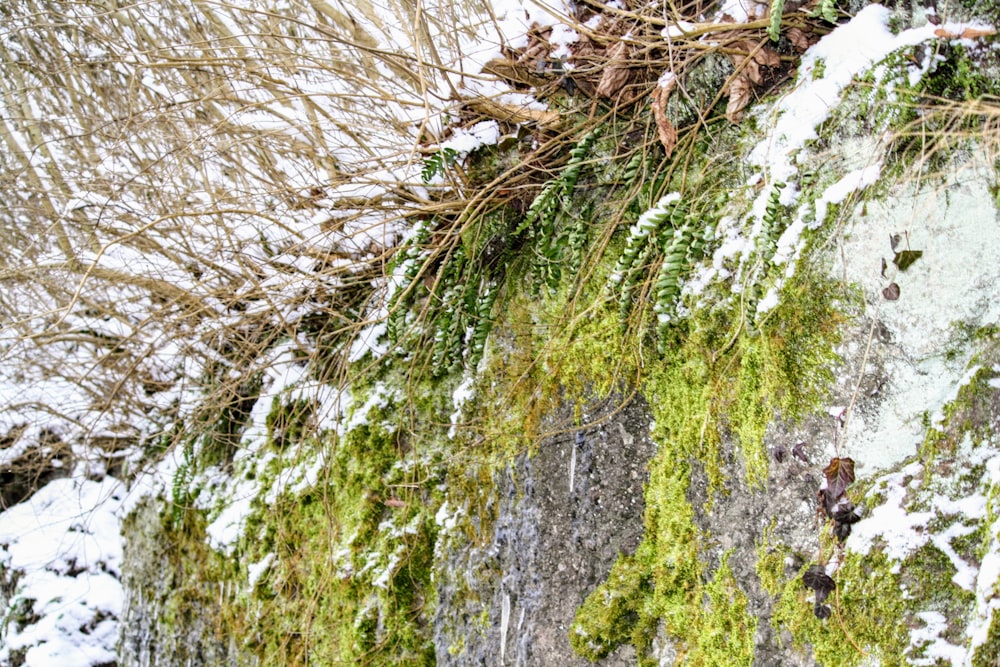 musgo crescendo em uma parede de rocha coberta de neve