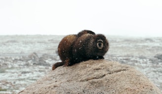 A furry animal, resembling a marmot, is sitting on a large rock in a snowy landscape. The background is a barren field covered with a light dusting of snow, under an overcast sky.