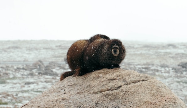 A furry animal, resembling a marmot, is sitting on a large rock in a snowy landscape. The background is a barren field covered with a light dusting of snow, under an overcast sky.