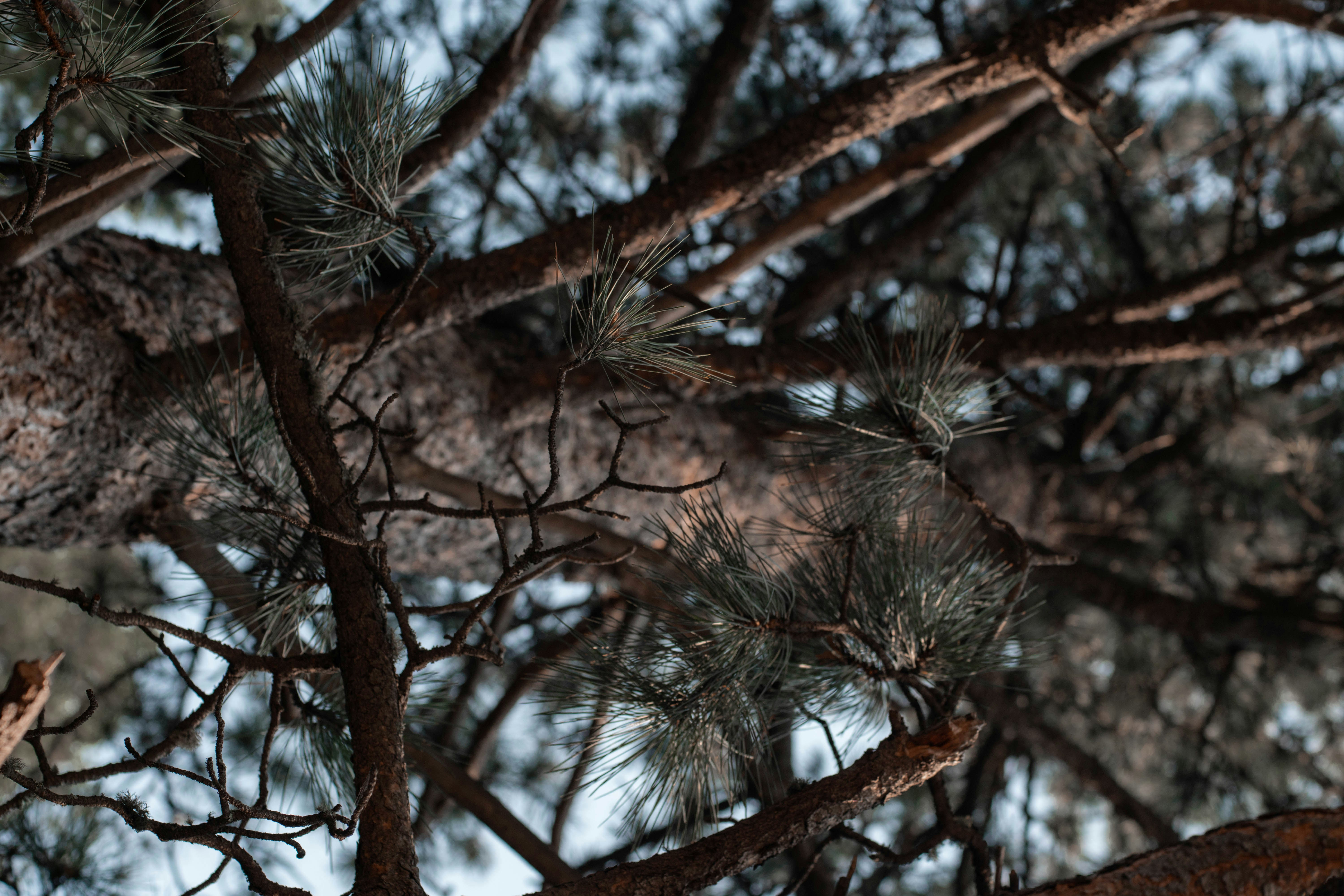 a bird perched on a branch of a pine tree