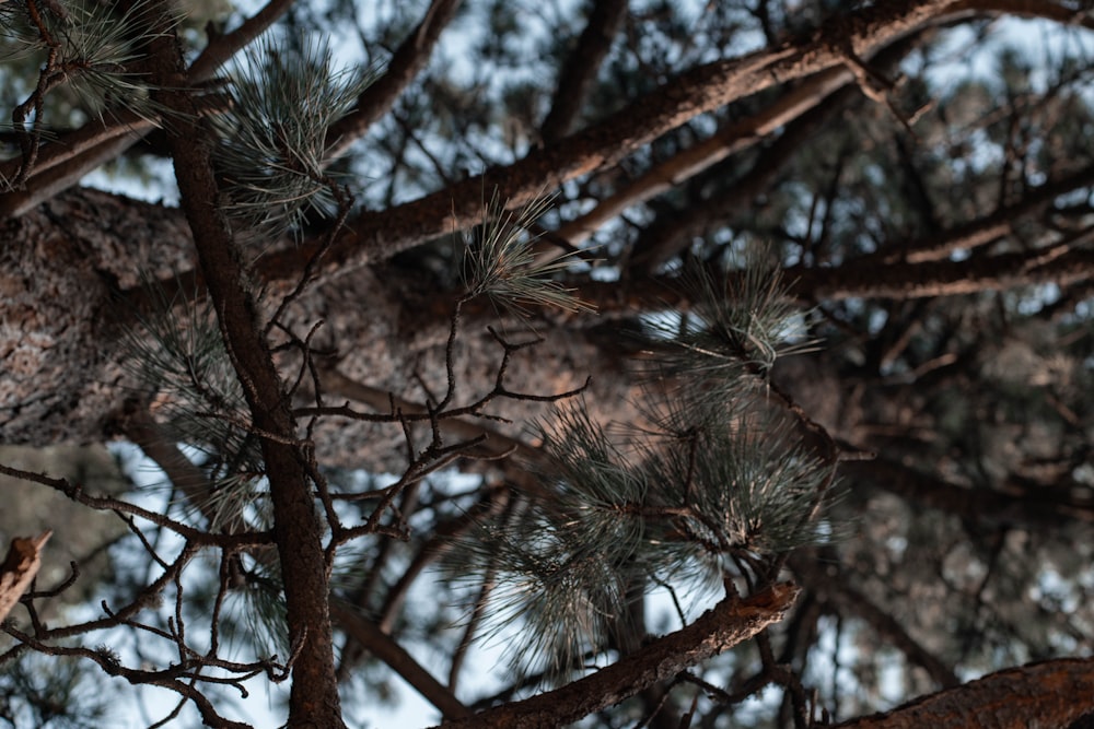 a bird perched on a branch of a pine tree